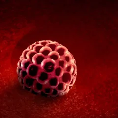 דימום השתרשות – איך מזהים, מתי הוא מופיע, ומה ההבדל ממחזור