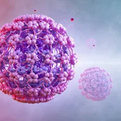 וירוס הפפילומה (HPV) – כל מה שצריך לדעת